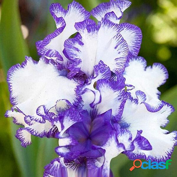 Egrow 50 Pçs / saco Iris Tectorum Sementes Sementes de Iris