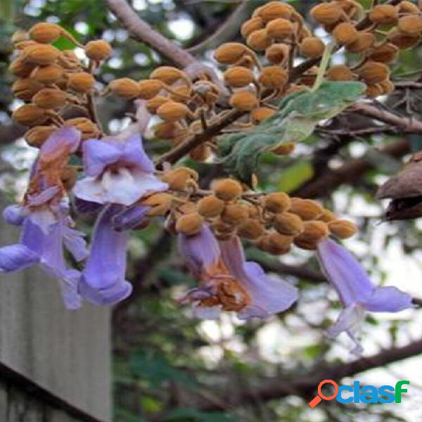Egrow 50 unidades / pacote Paulownia árvore sementes