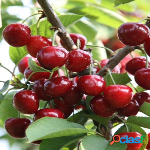 20Pcs Preto Vermelho Grande cereja Semente Variedade Frutas