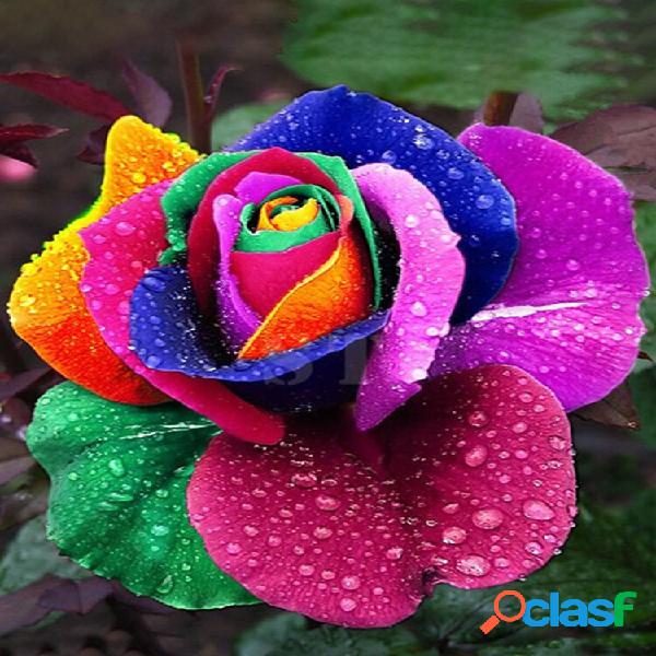 100Peças Semente da Rosa de Arco-íris Horta Familiar