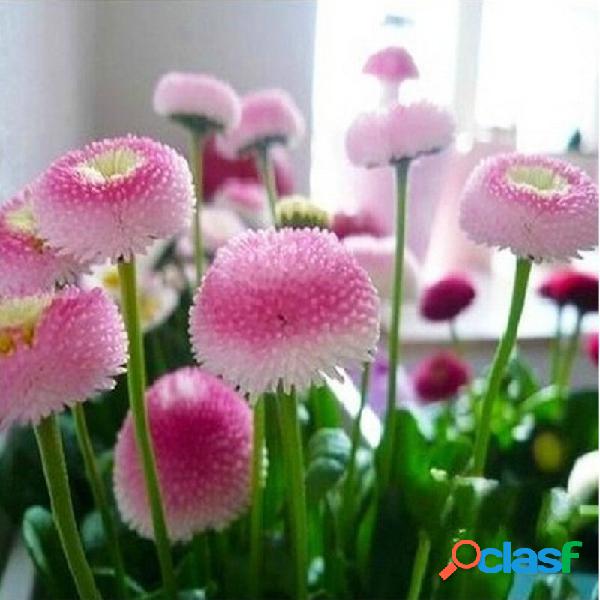 200Pcs Morango Sorvete Pequena Margarida Sementes Bonsai
