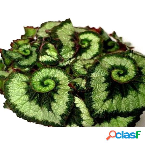 100 Unidades / Bolsa Flor Coleus Verde sementes Lindo Bonsai