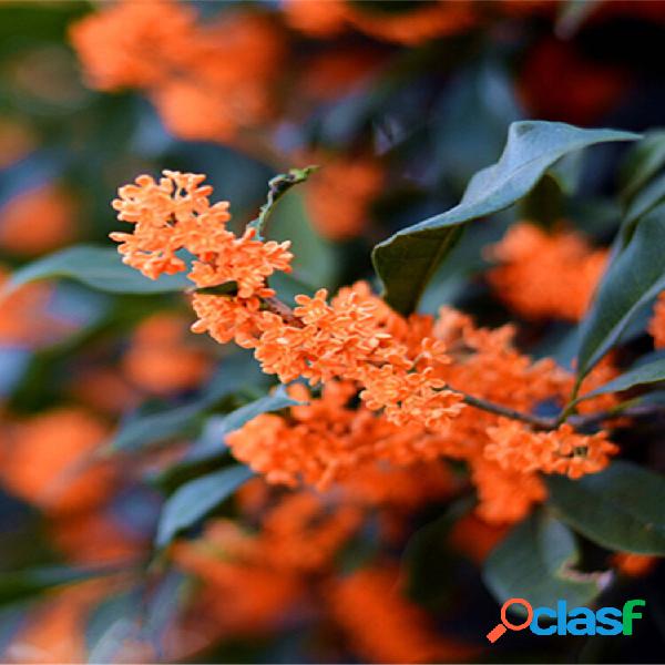 Egrow 30 Unidades / pacote Árvore Osmanthus Perfumada Doce