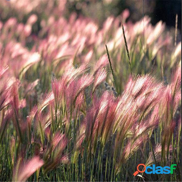 Egrow 30Pcs / Bolsa Rabbit Tail Grass sementes Grass Cevada