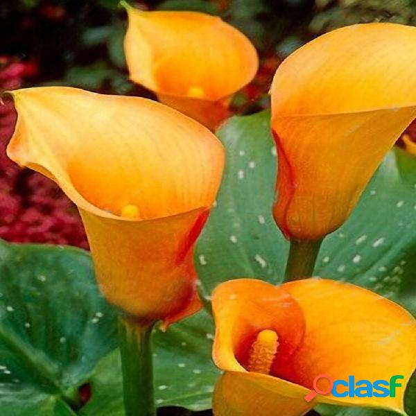 Egrow 50PCS Calla Lily Seeds Garden Balcony Potted Perennial