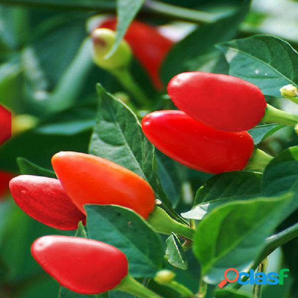 100 unidades Egrow Mix Color Pepper sementes Chili Pepper