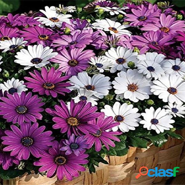 30 pcs Um Milagre Margarida sementes bonsai plantas sementes