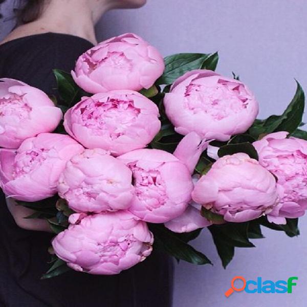 Egrow 10pcs chinês peônia flor sementes perene paeonia