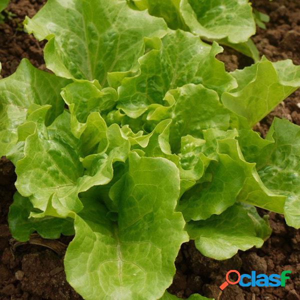 Egrow 40Pcs / Bolsa Alface Italiana sementes Verde Vegetal