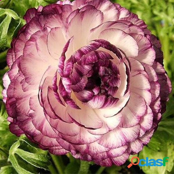 Egrow 50 Unidades / lote Ranunculus Sementes Para Casa