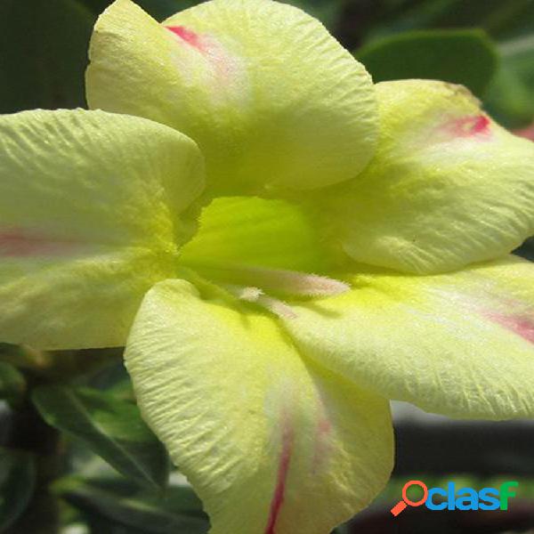 10 unidades Adenium Obesum sementes Varanda Flores Rosa do