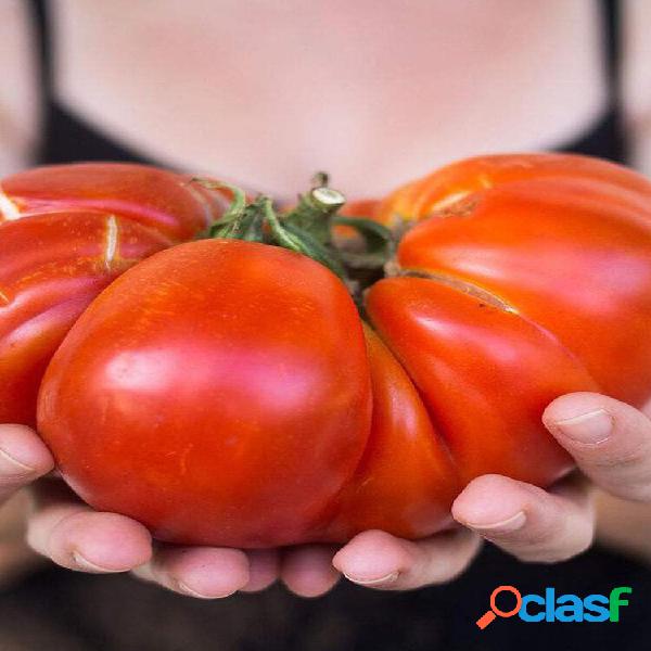 100 pçs / saco gigante plantas de tomate plantas da