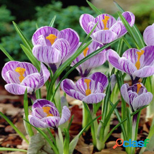 100 unidades crocus Vernus holandês semente de açafrão em