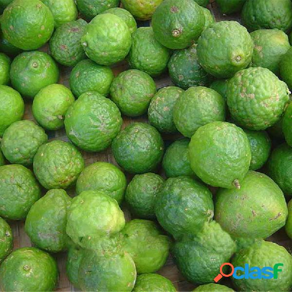 20Pcs Sementes de limão Citrus Aurantifolia Sementes de