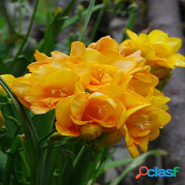 Egrow 100 Unidades / pacote Freesia Amarelo Flor sementes