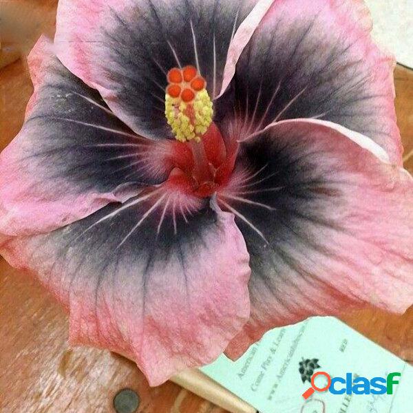 Egrow 50 Unidades / lote Hibiscus Flor Gigante sementes