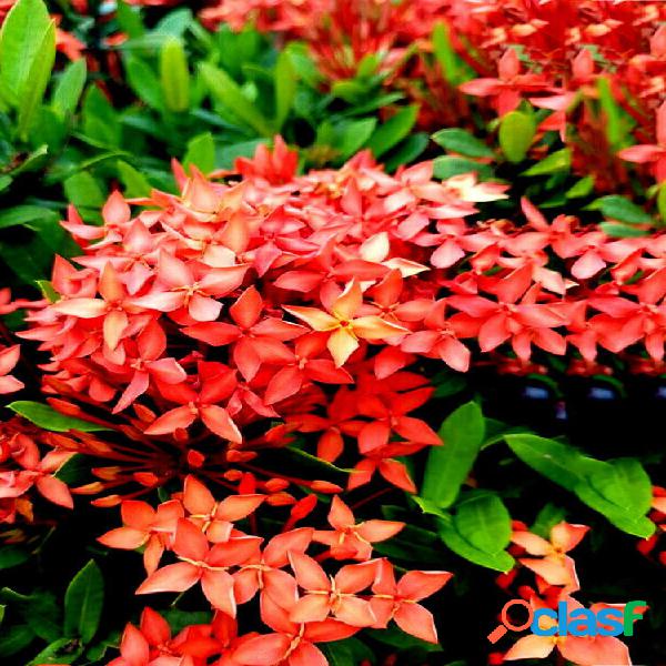 Egrow 50 Unidades / pacote Ixora Coccinea sementes Laranja