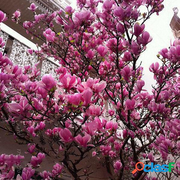 10 unidades / pacote Magnolia sementes Jardim Luz Árvore
