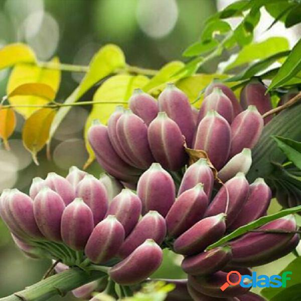 Egrow 10 Unidades / pacote Banana sementes Itinerans