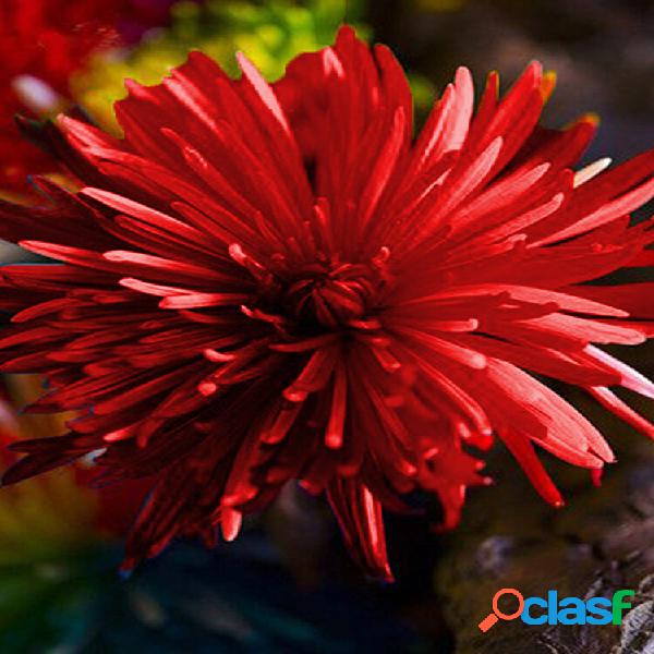 20Pcs Sementes de flores do crisântemo do arco-íris Planta