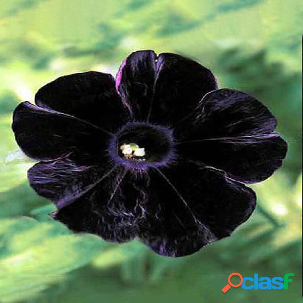 Egrow 100 unidades Petúnia preta sementes Raro Flor de