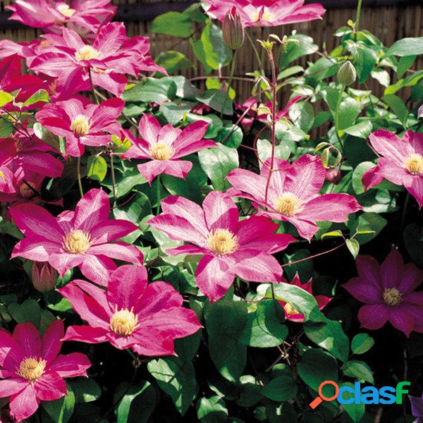 Egrow 100Pcs Casa Jardinagem Clematis Floride Thunb Flor
