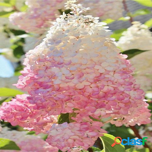 Egrow 20Pcs Hydrangea Flower Seed Vanilla Strawberry Seeds