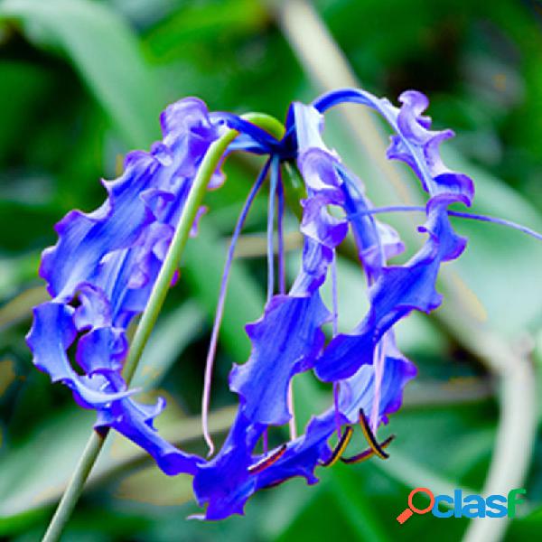 Egrow 50 pcs / Bolsa Lírio Chama Azul sementes Rápido
