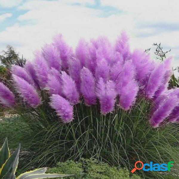 200Pcs Plantas sementes Pampas grama em vaso roxo grama de