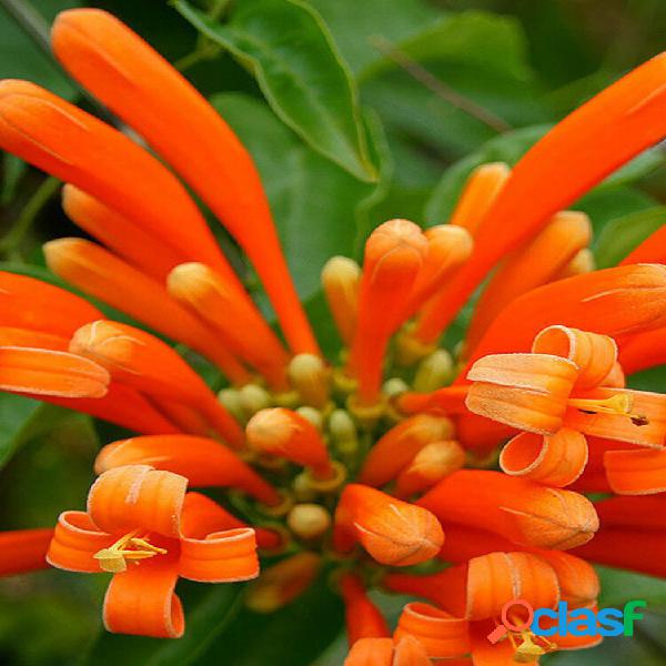 Egrow 10 unidades / pacote laranja Campsis Grandiflora