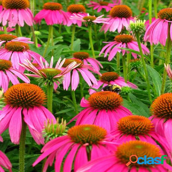 Egrow 300 Unidades / pacote Echinacea sementes Bonsai