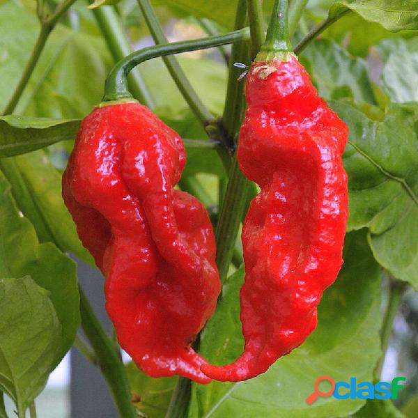 200Pcs Indian Ghost Pepper Sementes Chili Sementes Vegetal
