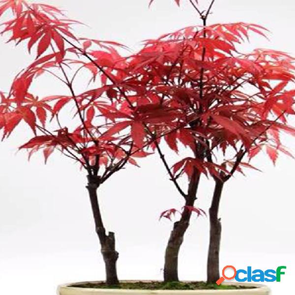30Pcs Sementes de bordo roxas cor rara Bonsai roxo bonito