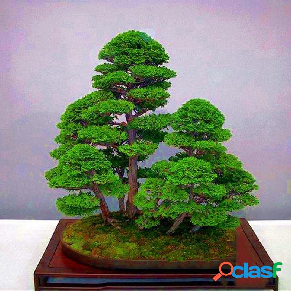 Egrow 20 Pçs / saco Juniper Bonsai Sementes de Árvores de