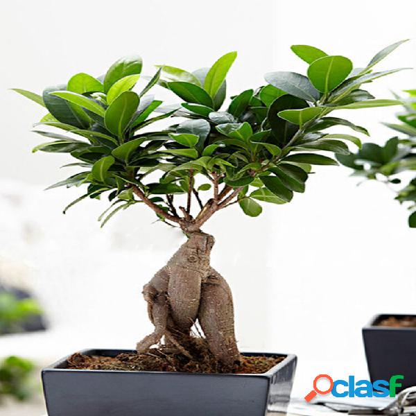 Egrow 50 Unidades / pacote Banyan Tree sementes Em Vaso de