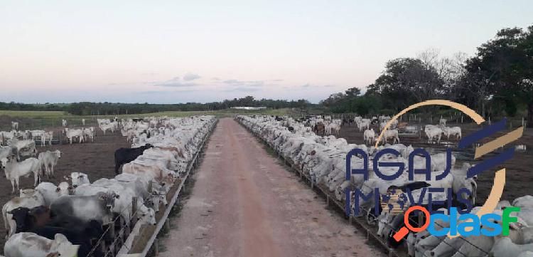 FAZENDA EM GOIANORTE-TO | 997 ALQ