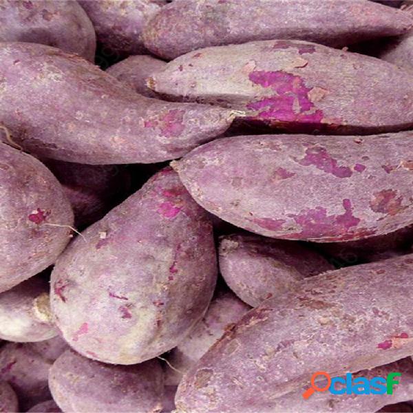 100 Pcs Roxo Batata Doce sementes Batata Deliciosa