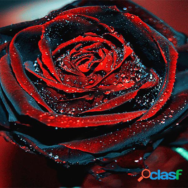 50 Pcs Rare Rose Bonsai Rosa Negra Flor Com Borda Vermelha