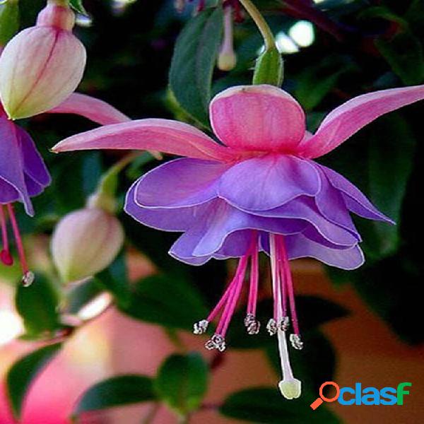 30 unidades Fuchsia Hybrida Voss sementes Bonsai de jardim