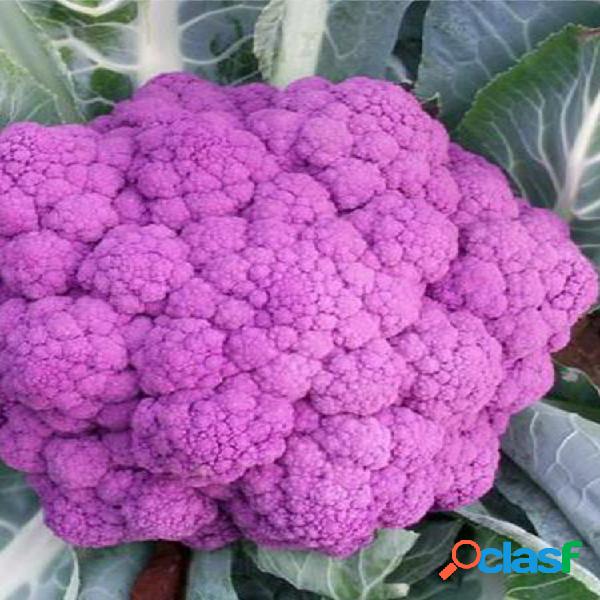 100 Pcs / Bolsa Graffiti Roxo Couve-flor Roxa sementes