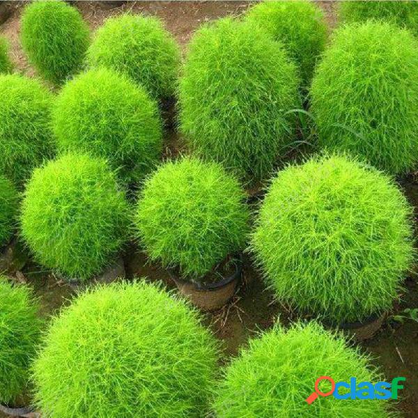 200 Pçs / Bolsa Cypress Rodada sementes Verão Cypress