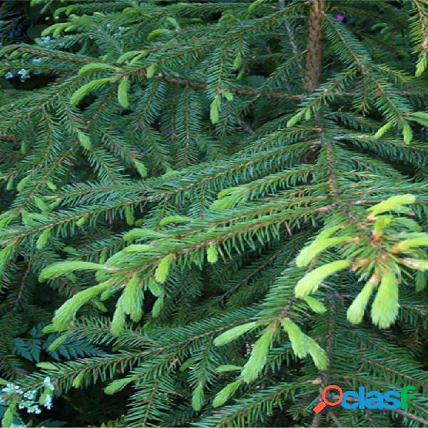 Egrow 60 Unidades / pacote Asperata sementes Picea Asperata