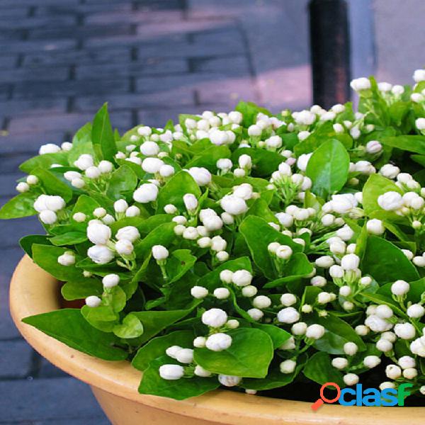 Egrow 20 unidades Flor de Jasmim Bonsai sementes Jardim Flor
