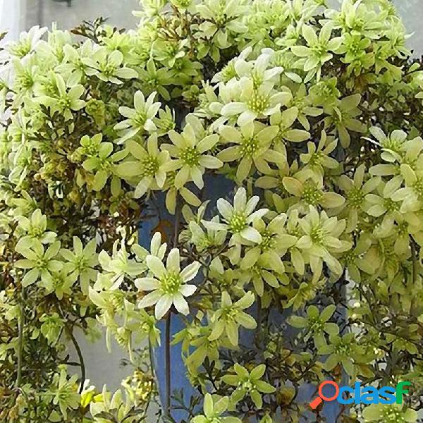 Egrow 100Pcs Clematis Flower Seeds Perennial Plant Garden