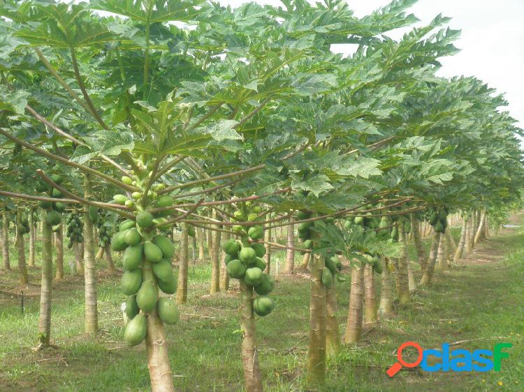 Vende-se fazenda de 32 alqueires em Mira Estrela, SP