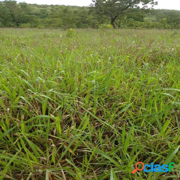 Fazenda Para Pecuaria 244 Hectares Em Guiratinga Mato Grosso