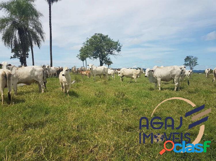 FAZENDA EM RONDONÓPOLIS-MT | 222 ALQUEIRES | PECUÁRIA