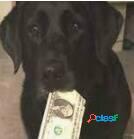 Pet Shop>SAPOPEMBA