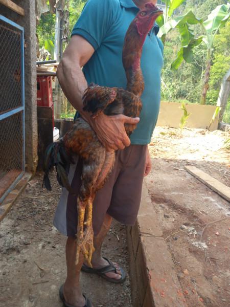 Ovos galados de índio gigante