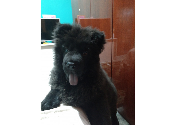 Chow Chow macho preto